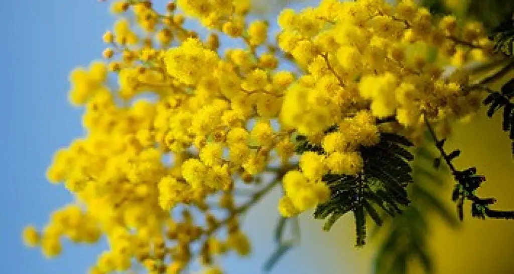 Inverno troppo calda, crolla la produzione di mimosa