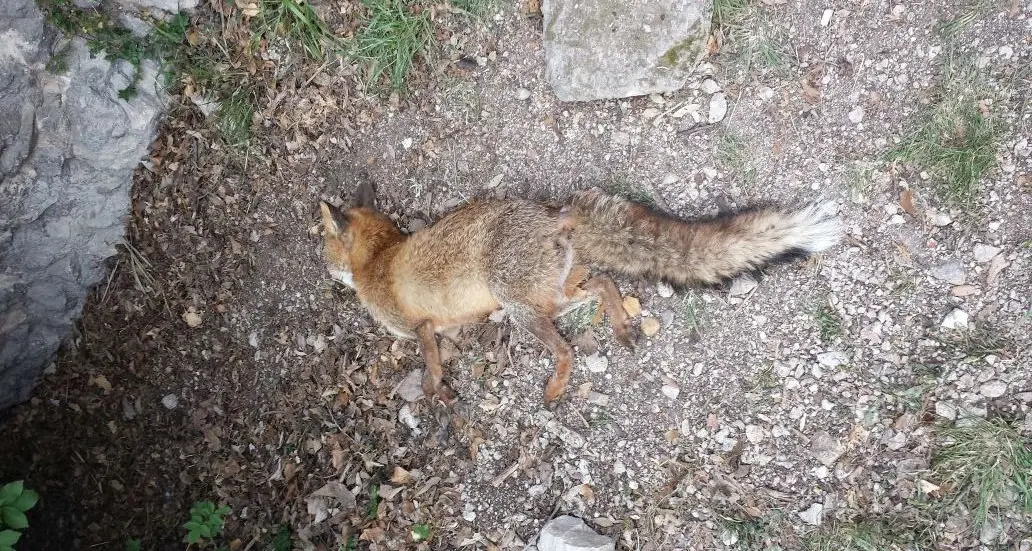 Torbole, volpe trovata morta Forse un boccone avvelenato