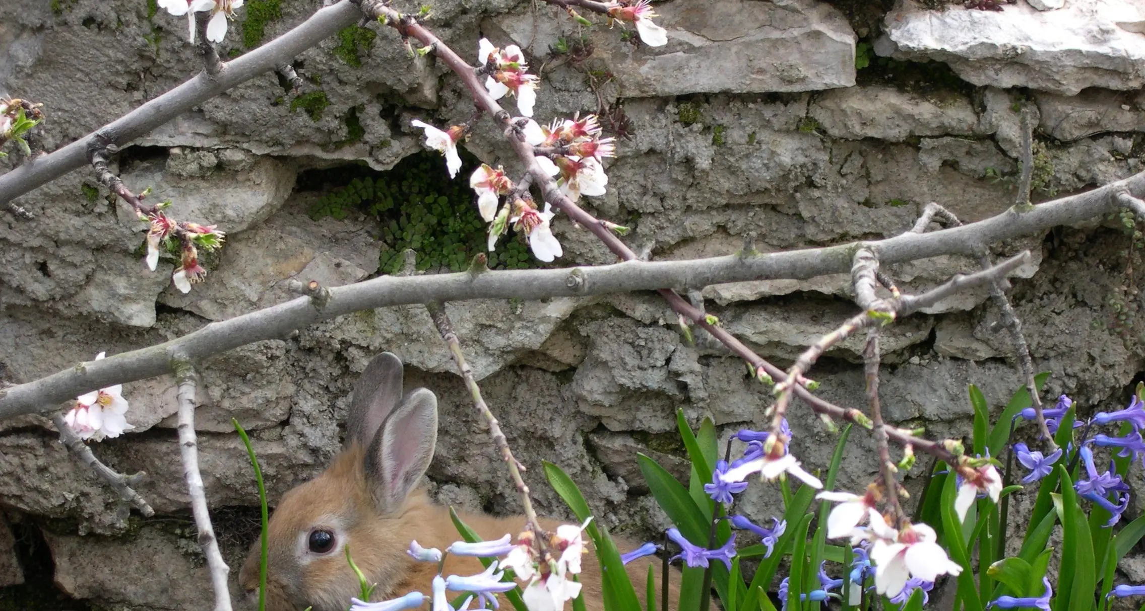 Primavera anticipata: già alta la concentrazione dei pollini, noccioli e ontani già in fiore