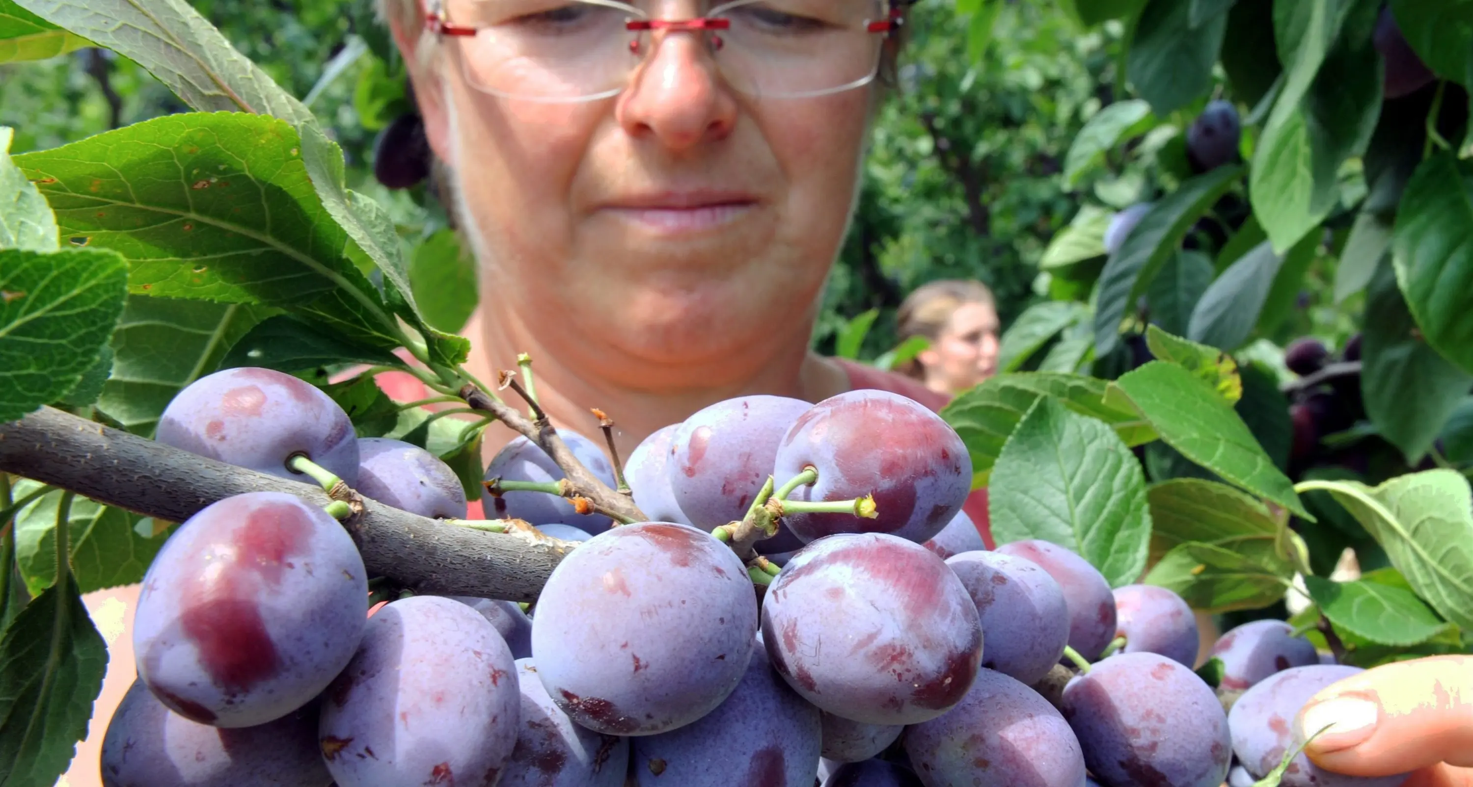 La frutta che fa meglio e porta benefici prima è quella rossa e blu
