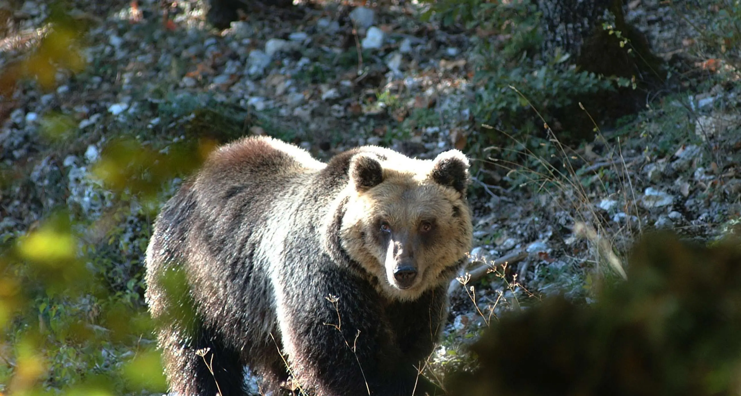 La Lav: sottrarre gli orsi alla gestione provinciale
