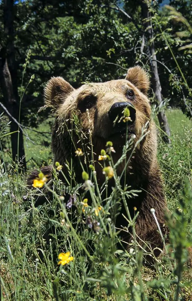Orsetto senza mamma curato da un veterinario travestito da orso