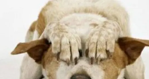 Botti di Capodanno: l'Enpa chiede il divieto per tutelare gli animali