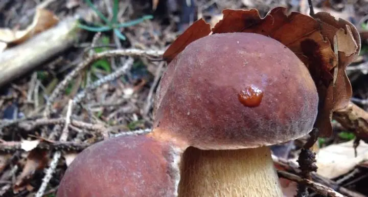 Tenta di investire un forestale Fungaiolo abusivo nei guai
