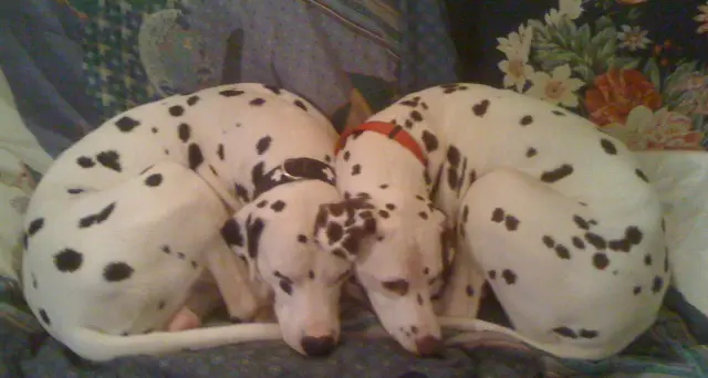 Cacche di cani, test dna per scovare padroni