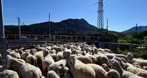 Gregge sulla Trento-Malé. Il treno centra le pecore