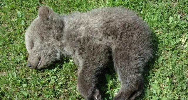 Cucciolo morto in val d'Ambiez: la foto che commuove