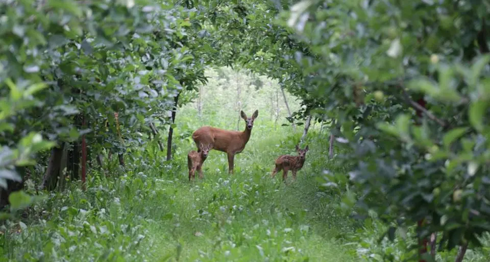 Cani liberi sguinzagliati a caccia di caprioli
