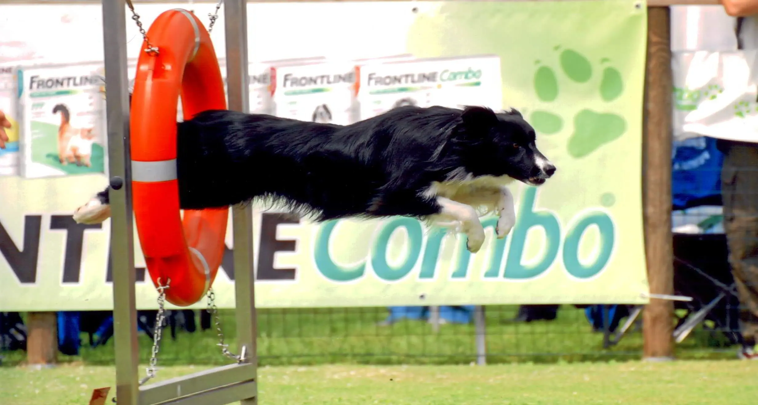 In 150 per le gare di agility dog