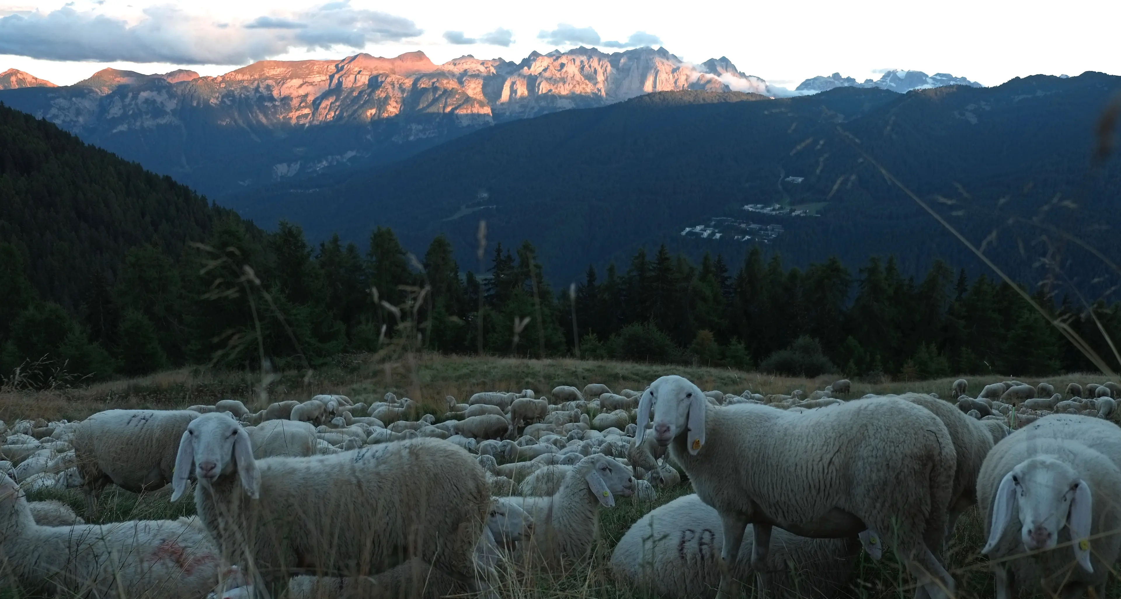 Business pastorizia: lana per cosmesi e per edilizia