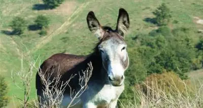 Il latte d’asina «promosso»: è adatto a bimbi allergici