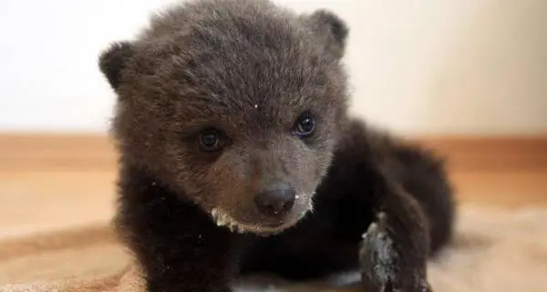 Orsetto trovato senza mamma nel Parco in Abruzzo
