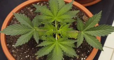 Preso con la marijuana: «Mi aiuta a dormire meglio»