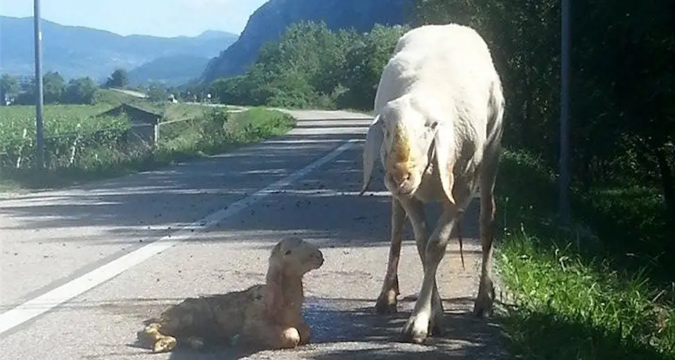 Un nuovo nato sulla ciclabile di Villa Lagarina