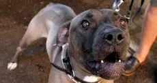 Rischiano l'annegamento per salvare il loro cane