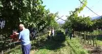 Per la Cantina di Ala rendimenti da record ed è tornata l'armonia
