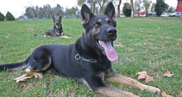 Muore una bimba aggredita dal cane da guardia della zia