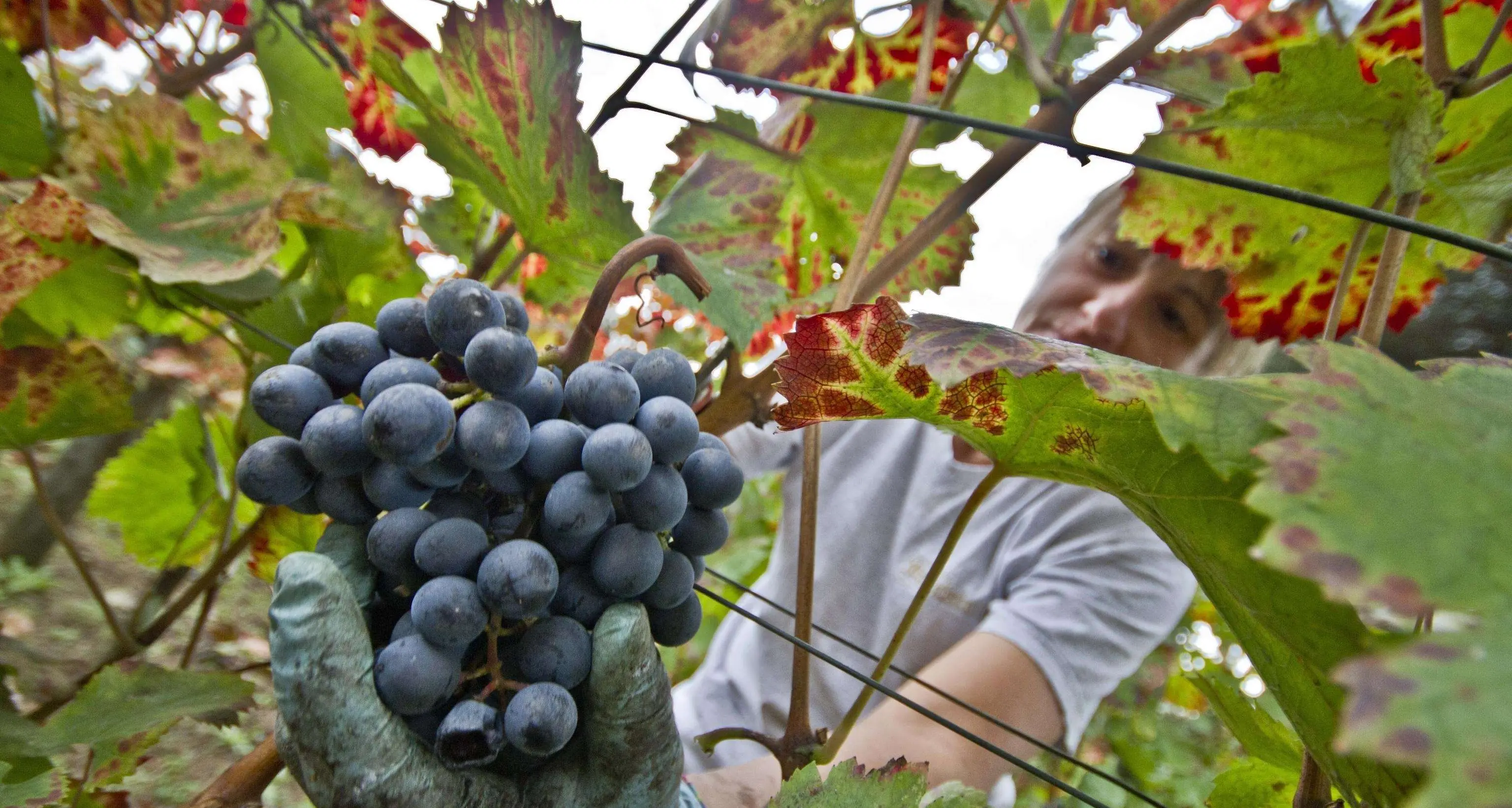 Vendemmia 2015 in Trentino, gli esperti assicurano: «Grande quantità e qualità»