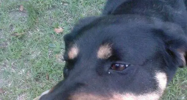 Patone, cane avvelenato dai bocconi