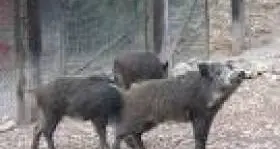 In valle 1.300 abbattimenti Cinghiale, arrivo confermato