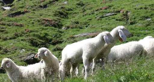 Arco, uccide una pecora a bastonate La Lav si costituisce parte civile