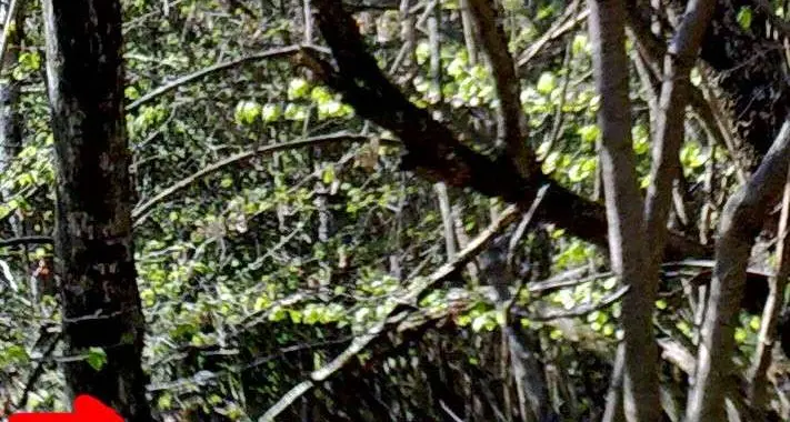 Motocross nel bosco una ferita sul Calisio