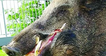 Da domani aperta la caccia al cinghiale