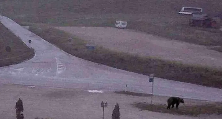L'orso tra i tavoli dell'Hotel Vezzena