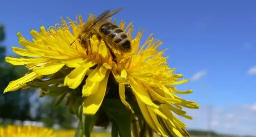 La denuncia di un apicoltore: «Qualcuno avvelena i campi»