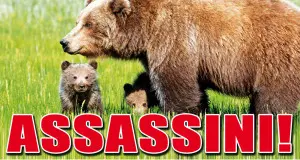 Orso, l'Enpa scende in campo «No a nuovo caso Daniza»
