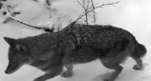 Monte Peller, fotografato uno sciacallo dorato