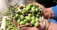 «Il freddo e la pioggia fanno bene alle olive»