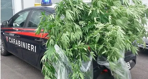 Occupa una casa in via Ghiaie e all'interno coltiva cannabis