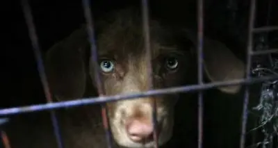 Diminuiscono gli abbandoni dei cani, aumentano le adozioni