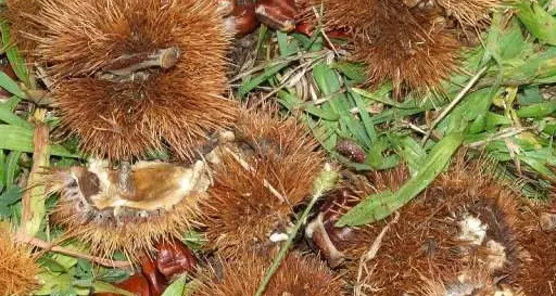 Autunno senza castagne. Produzione «devastata»