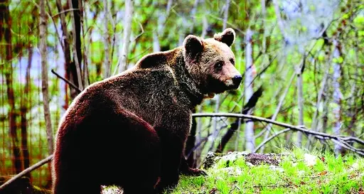 Orso vicino alle case Grande paura a Cis