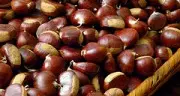 Castagne al top, mille quintali Un anno record in Trentino