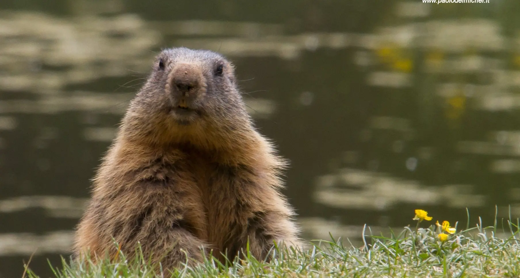 Caccia, deroga per Trento e Bolzano Decideranno le specie cui sparare