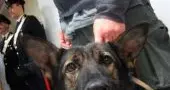 Traffico internazionale di droga Arrestata giovane trentina