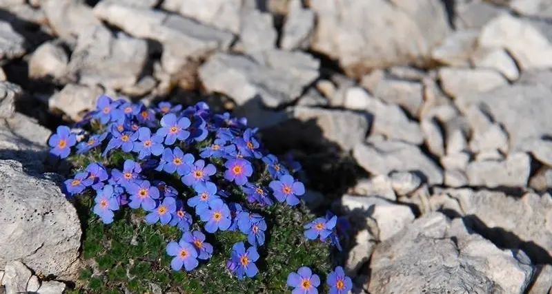 Passa dal Trentino il viaggio nei 300 giardini più belli d’Italia