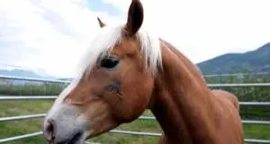 Sul Baldo il turismo equestre Tre ippovie tra Veneto e Trentino