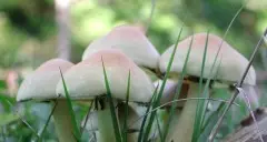Expo, una favola per evitare i funghi velenosi