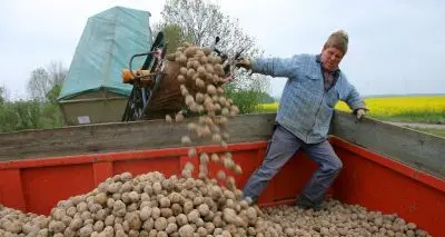 La patata, frutto della terra
