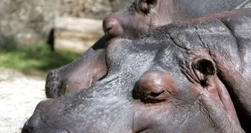 Liberato dal blitz animalista, travolto e ucciso da una macchina