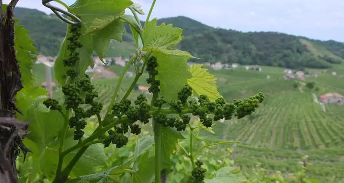 Troppe piogge per l'uva produzione in calo del 25%