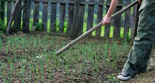 Agricoltori italiani, in 10 anni possibili 200mila nuovi posti di lavoro