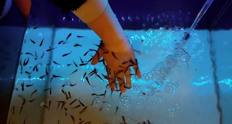 Levico, fish therapy