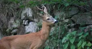 Fauna selvatica nel lockdown La Fem ha avviato una ricerca