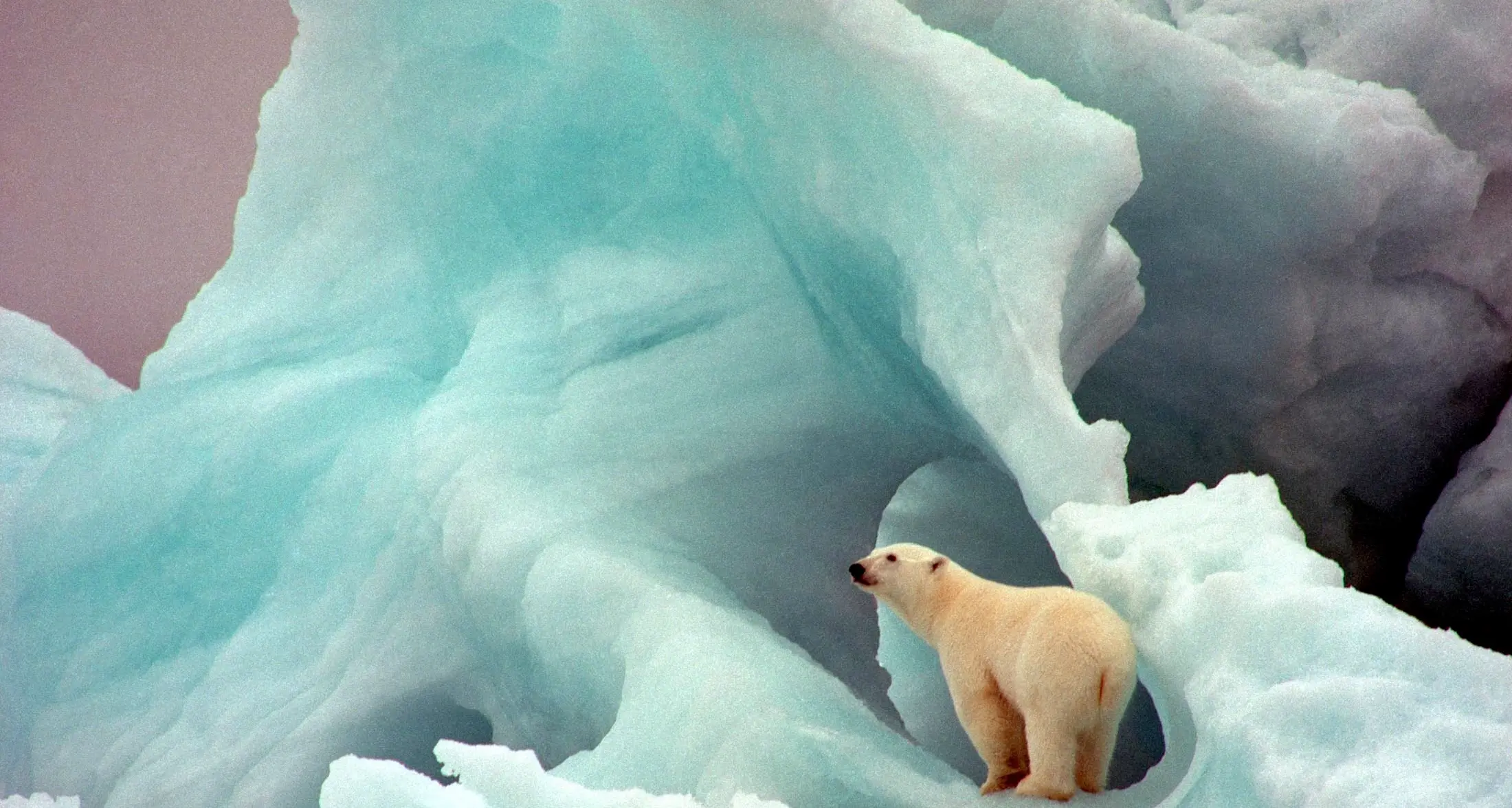 Clima, l'orso bianco cambia dieta