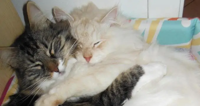 Trento, vademecum per convivere al meglio con gli animali domestici